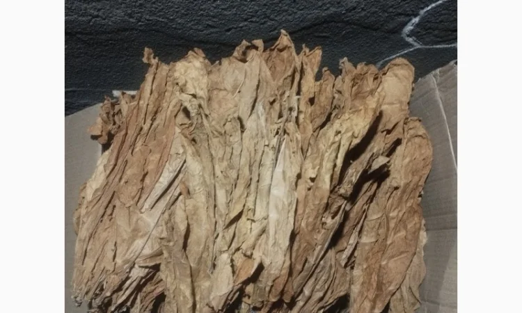 Продам насіння тютюну сорт Берлей46 для трубки - фото № 2