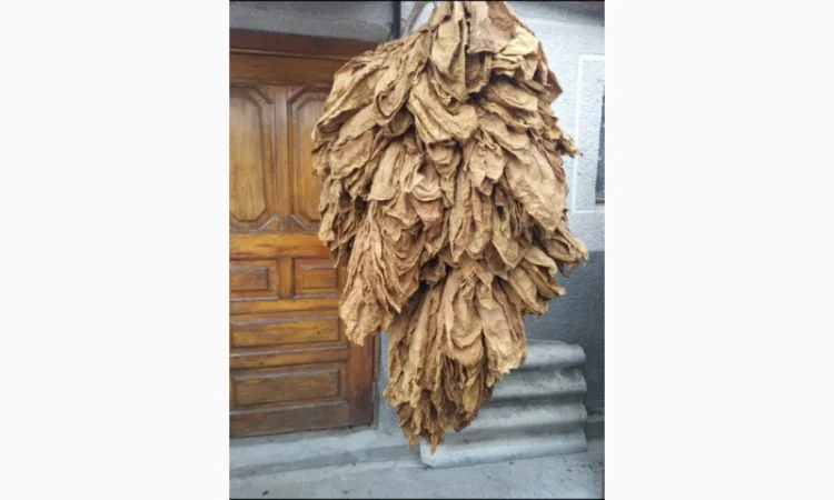 Продам насіння тютюну сорт Берлей46 для трубки - фото № 3