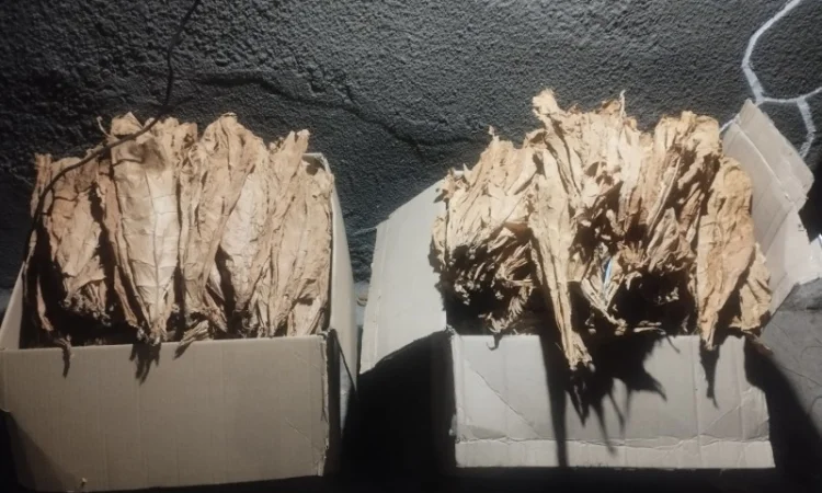 Продам насіння тютюну сорт Берлей46 для трубки - фото № 6