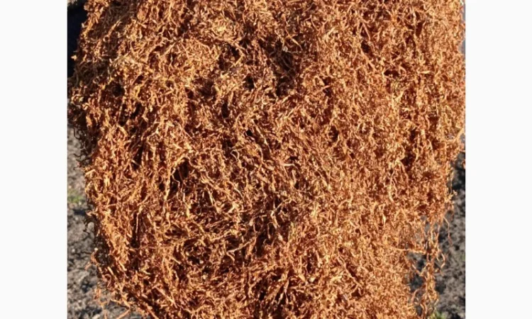 Продам тютюн Берлі середній для трубки - фото № 1