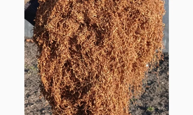 Продам тютюн Берлі середній для трубки - фото № 2