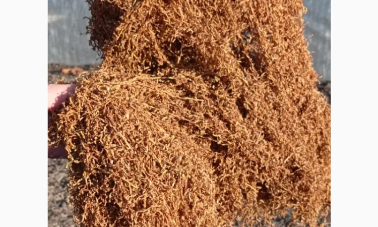 Продам тютюн Берлі середній для трубки - фото № 3