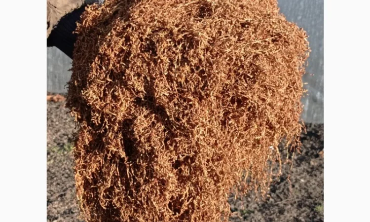 Продам тютюн Берлі середній для трубки - фото № 4