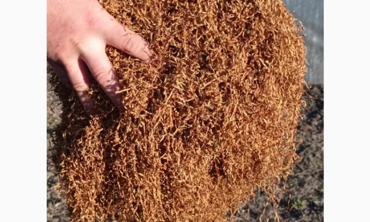 Продам тютюн Берлі середній для трубки - фото № 5