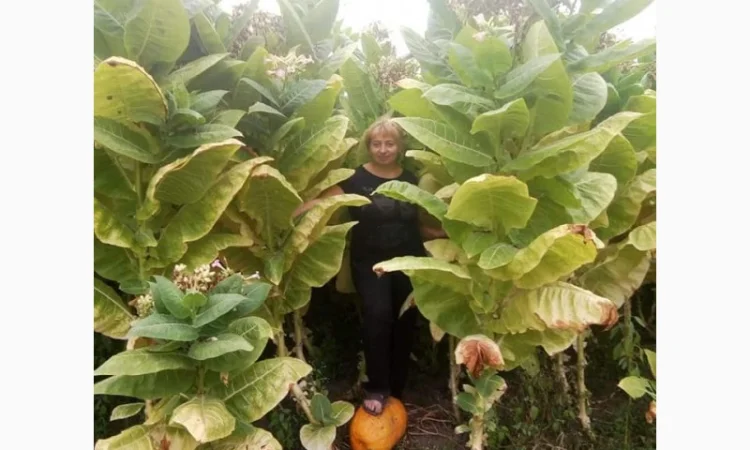 Продам лист тютюну для самокруток - фото № 1