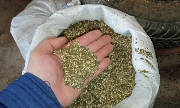 Самосад зелененький не смирдючий і табачки домашні лапшою - фото № 1