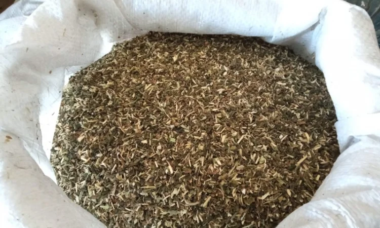 Самосад зелененький не смирдючий і табачки домашні лапшою - фото № 2