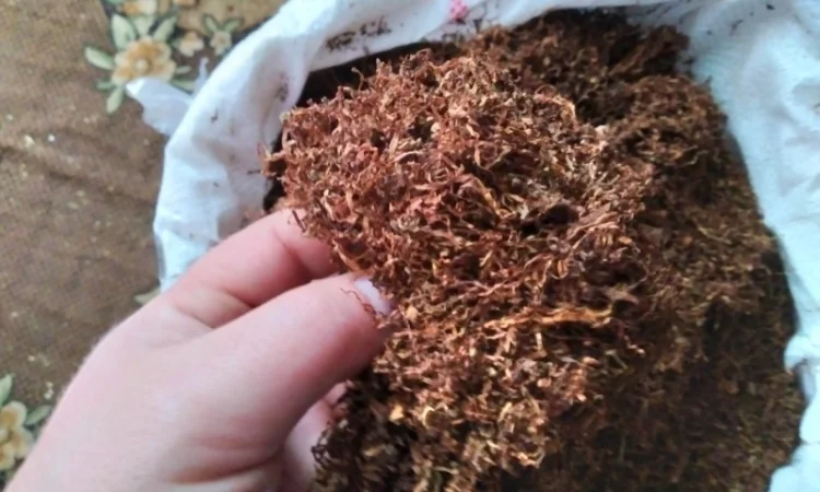 Тютюн сільський підійде під смагу з жовтим салом і баба вже ТВОЯ - фото № 3