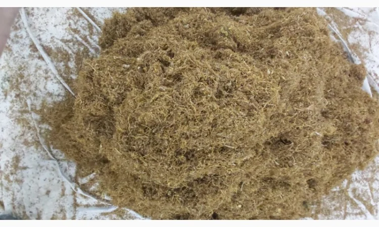 Домашній ферментований не смирдить не прілий Вірджінія Берлі крепкі і сіредні  для  сигарет 1 кг - фото № 3