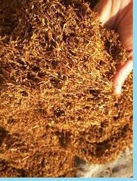 Домашні і сорти махорка дюбек берлі вірджінія сухенькі, для сигарет 1 кг - фото № 1