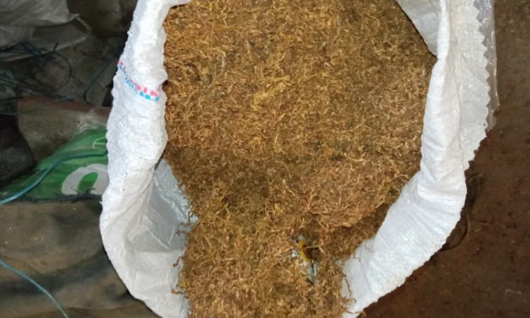 Домашні і сорти махорка дюбек берлі вірджінія сухенькі, для сигарет 1 кг - фото № 3