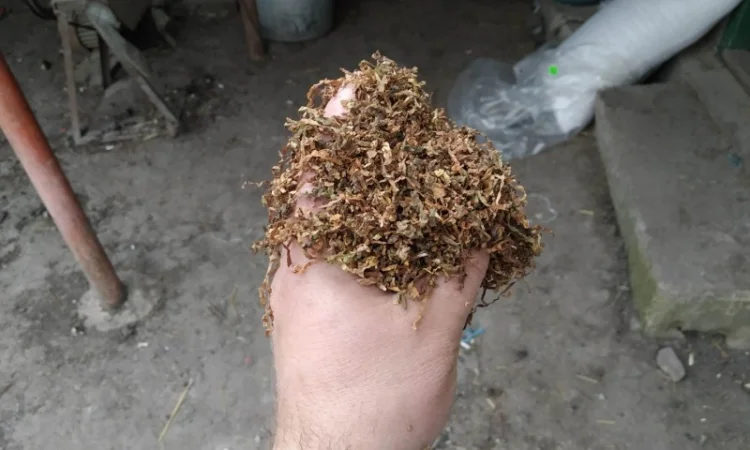 Вірджінія Дюбек самосад свій сухенький не прілий, для сигарет 1  кілограм - фото № 2