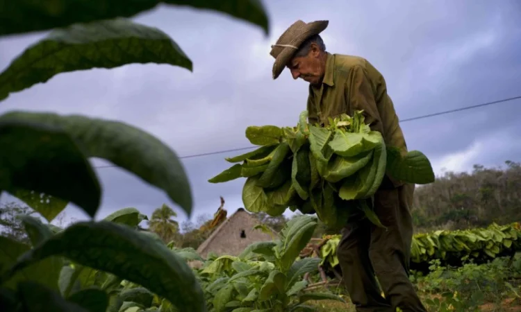Вірджінія Дюбек самосад свій сухенький не прілий, для сигарет 1  кілограм - фото № 3