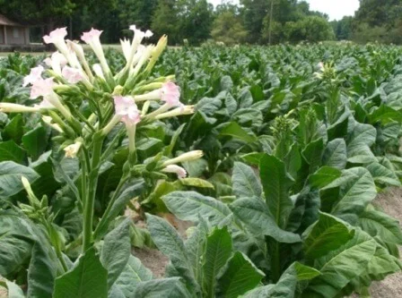 Самосад і табачки домашні лапшою для сигарет 1 кг, 300-450 за кг - фото № 4