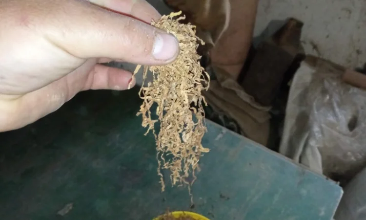 Тютюн табак табачок тютюнець куриво - фото № 2