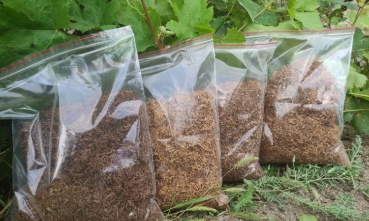 Продам: Берли, Микс, ДЮБЕК, Мальборо для трубки - фото № 4