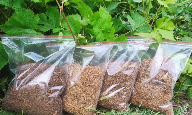 Табак Голд Желтый /Латакия /Галицкий для сигарет 1 кг - фото № 1