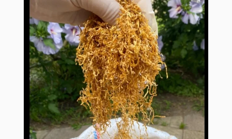 Шановні покупці, тільки першосортний тютюн для сигарет 1 кілограм - фото № 10