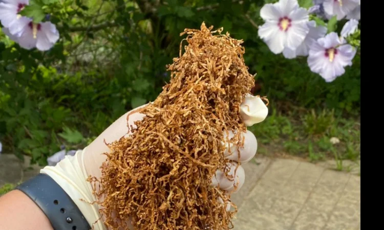 Шановні покупці, тільки першосортний тютюн для сигарет 1 кілограм - фото № 5