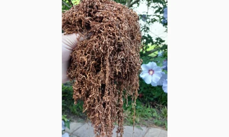 Шановні покупці, тільки першосортний тютюн для сигарет 1 кілограм - фото № 2