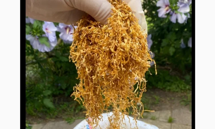 Преміум тютюн для куріння за доступними цінами - фото № 13