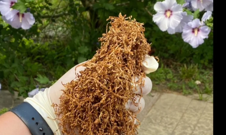 Преміум тютюн для куріння за доступними цінами - фото № 14