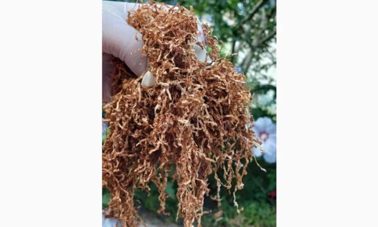 Преміум тютюн для куріння за доступними цінами - фото № 16