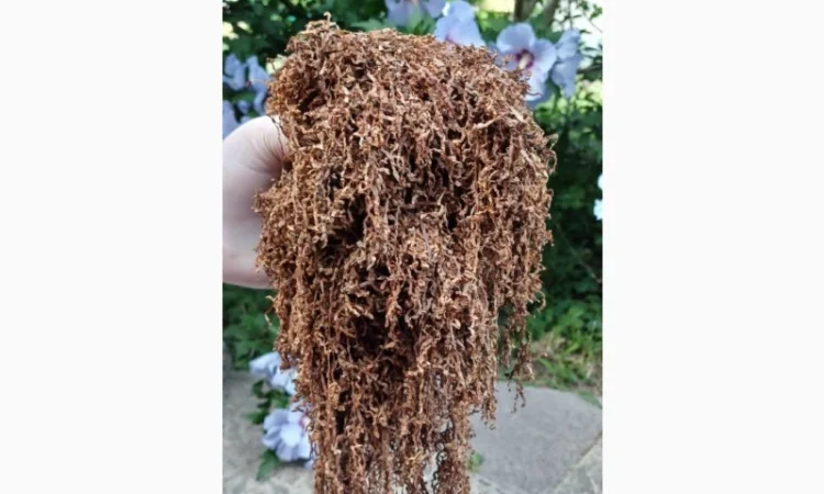 Преміум тютюн для куріння за доступними цінами - фото № 18