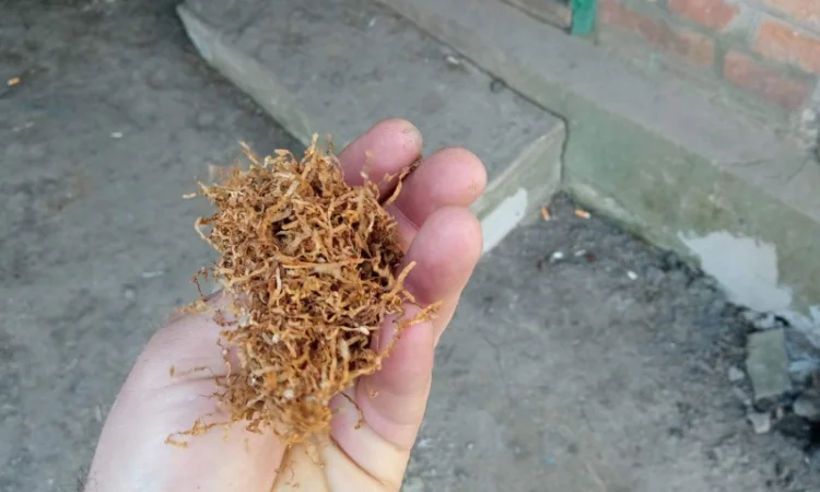 МАХОРКА і тютюн домашній ТАБАК для трубки  качество на висоті кому треба то звоніть - фото № 4