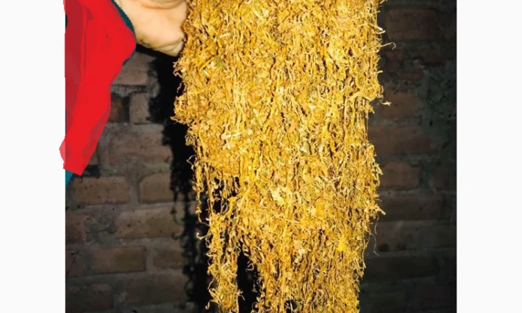 Отлічний табак ферментірований домашній Вірджінія, Берлі  для  сигарет 1 кілограм - фото № 3