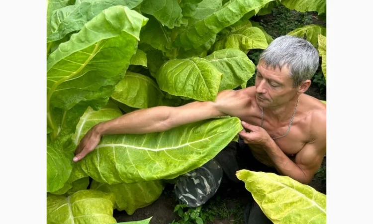 Насіння тютюну для самокруток. Семена табака - фото № 2