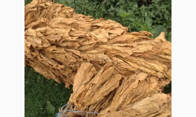 Продам табак импортный Вирджиния Голд, Венгерский - фото № 3