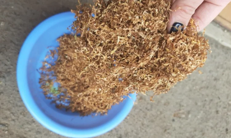 Честер и другие виды табака для сигарет 1 кг - фото № 8