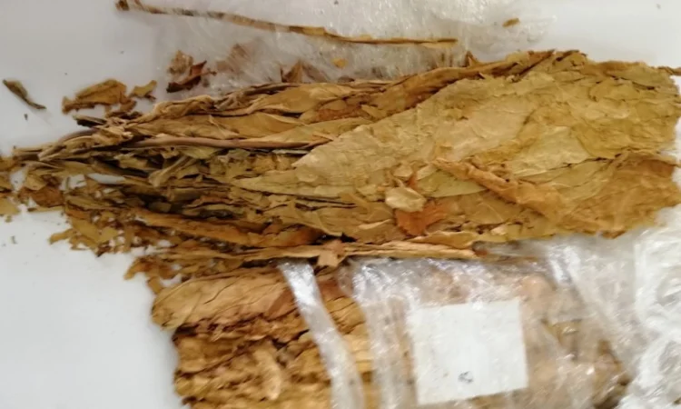 Предлагаем Импорт табак для сигарет 1 кг, Оптом. Табак VIRGINIA (Пакистан) Опт - фото № 4