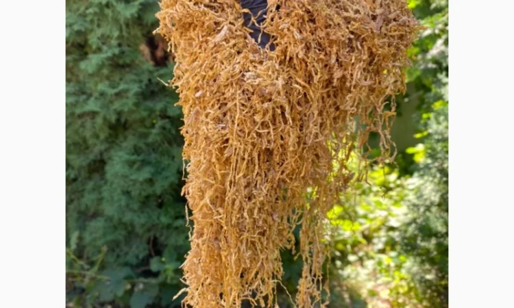 Добрий день!!! Хочемо запропонувати Вам тільки першосортний тютюн для сигарет 1 килограмм - фото № 17