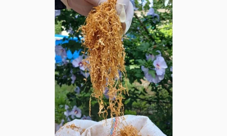 Табак для самокруток !!!Идеальное качество///много сортов Импорт, Запорожье - фото № 2