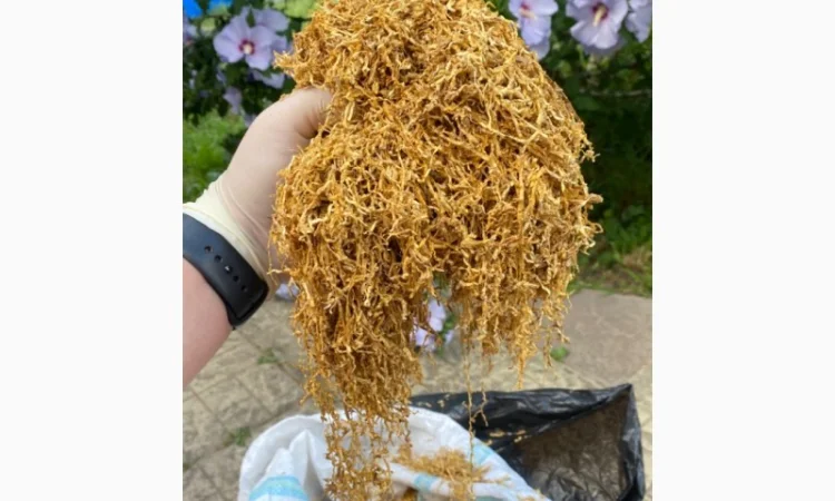 Табак для самокруток !!!Идеальное качество///много сортов Импорт, Запорожье - фото № 6