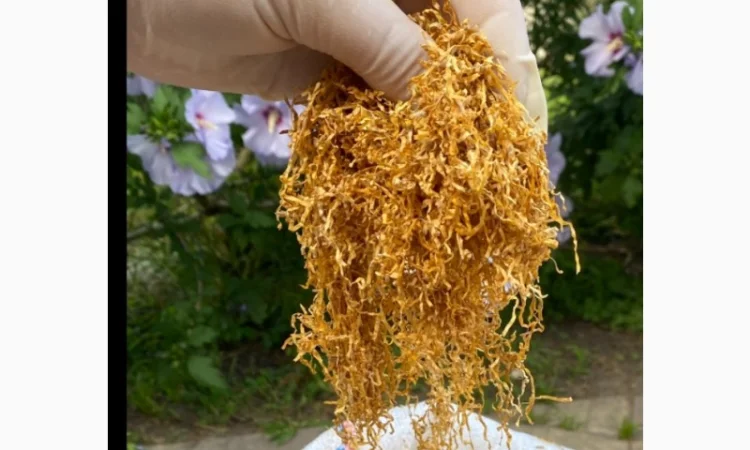 Табак для самокруток !!!Идеальное качество///много сортов Импорт, Запорожье - фото № 7