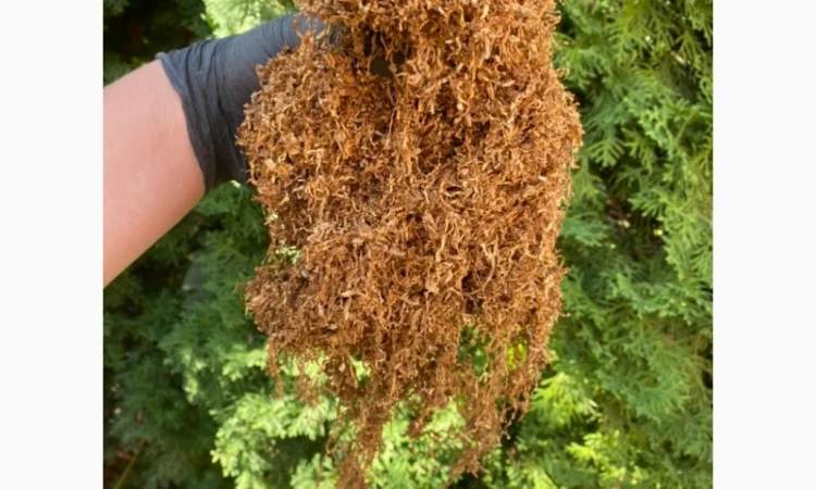 Першосортний ферментований тютюн різних сортів та міцності - фото № 6