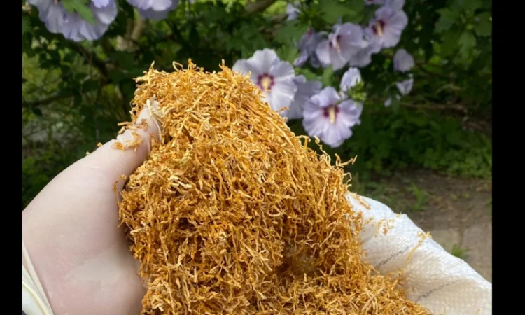 Широкий ассортимент фабричных табаков для сигарет 1 кг: CAMEL, Marlboro, Winston… - фото № 5