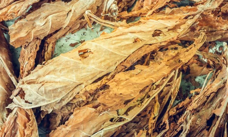 Куплю тютюновий лист (рваний, сухий, некондиція) - фото № 2