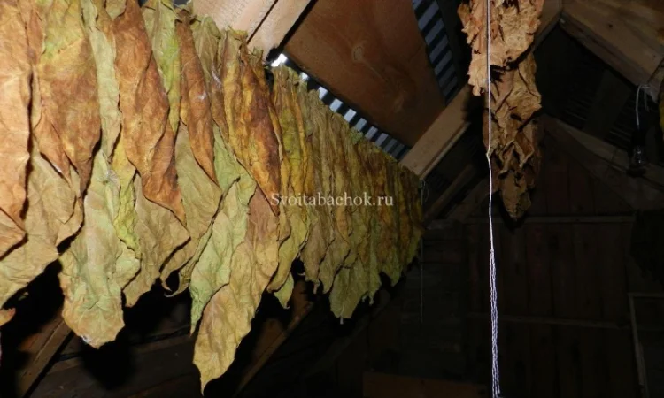 Куплю тютюновий лист (рваний, сухий, некондиція) - фото № 3