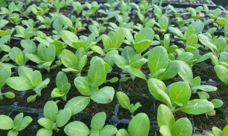 Розсада махорки (зелена) в касетах - фото № 1