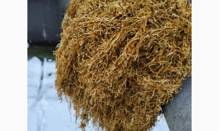 Продам импортный табак VIRGINIA GOLD для сигарет 1 кг - фото № 5