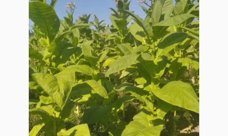 Продам табак Болгарский - фото № 3