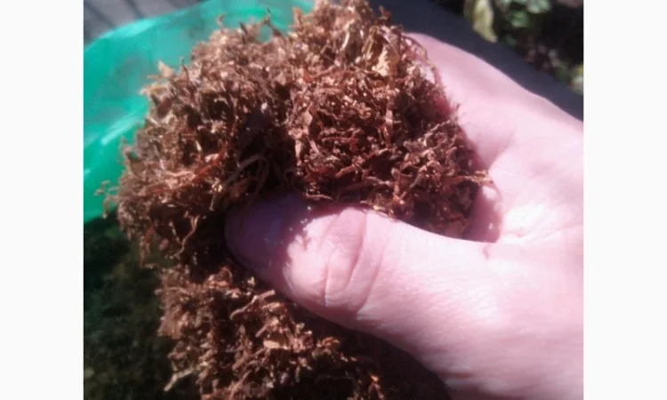 Продам тютюн для самокруток - фото № 2