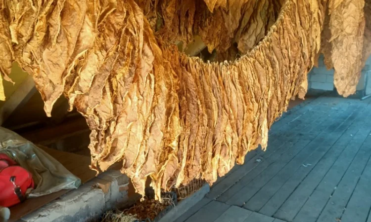 Куплю листя тютюну для самокруток - фото № 1