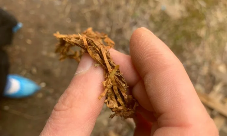 Куплю тютюн для сигарет 1 килограмм - фото № 1