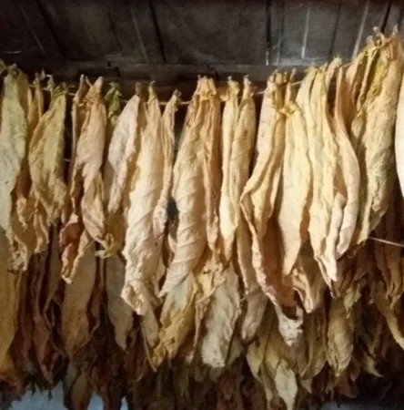 Лист табака  для сигарет 1 кг , молдавський сорт Дойна - фото № 1