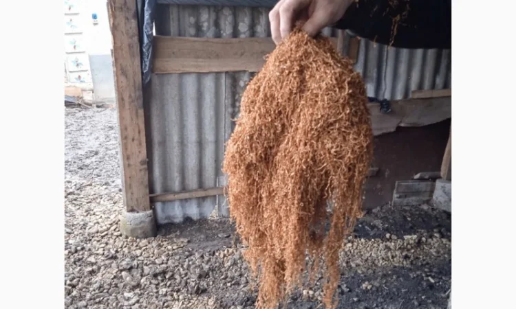 Табак сорт Берлі для сигарет 1 килограмм - фото № 6